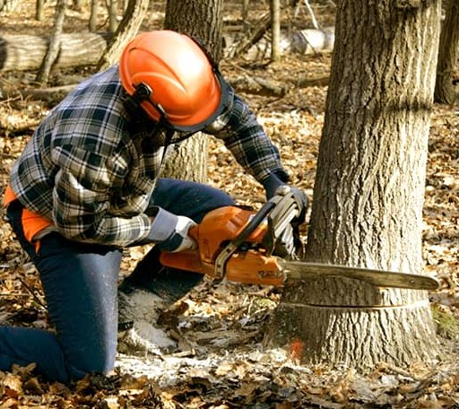 Tree Removal in Louin, MS